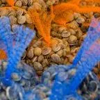 thumbnail for publication: Tracking the Economic Benefits Generated by the Hard Clam Aquaculture Industry in Florida